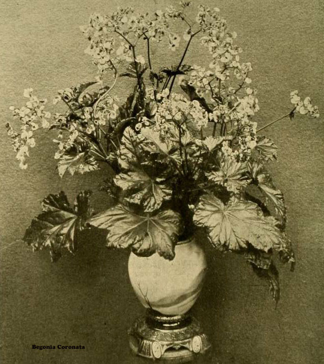 B. ‘Coronata’
